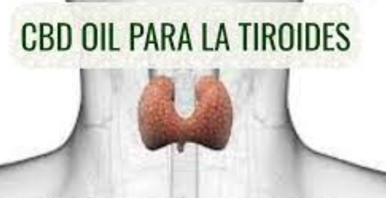 The Thyroid's Vital Role: Metabolism and Whole-Body Health